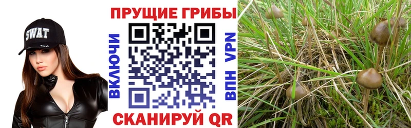 Псилоцибиновые грибы прущие грибы  OMG ССЫЛКА  Лакинск 